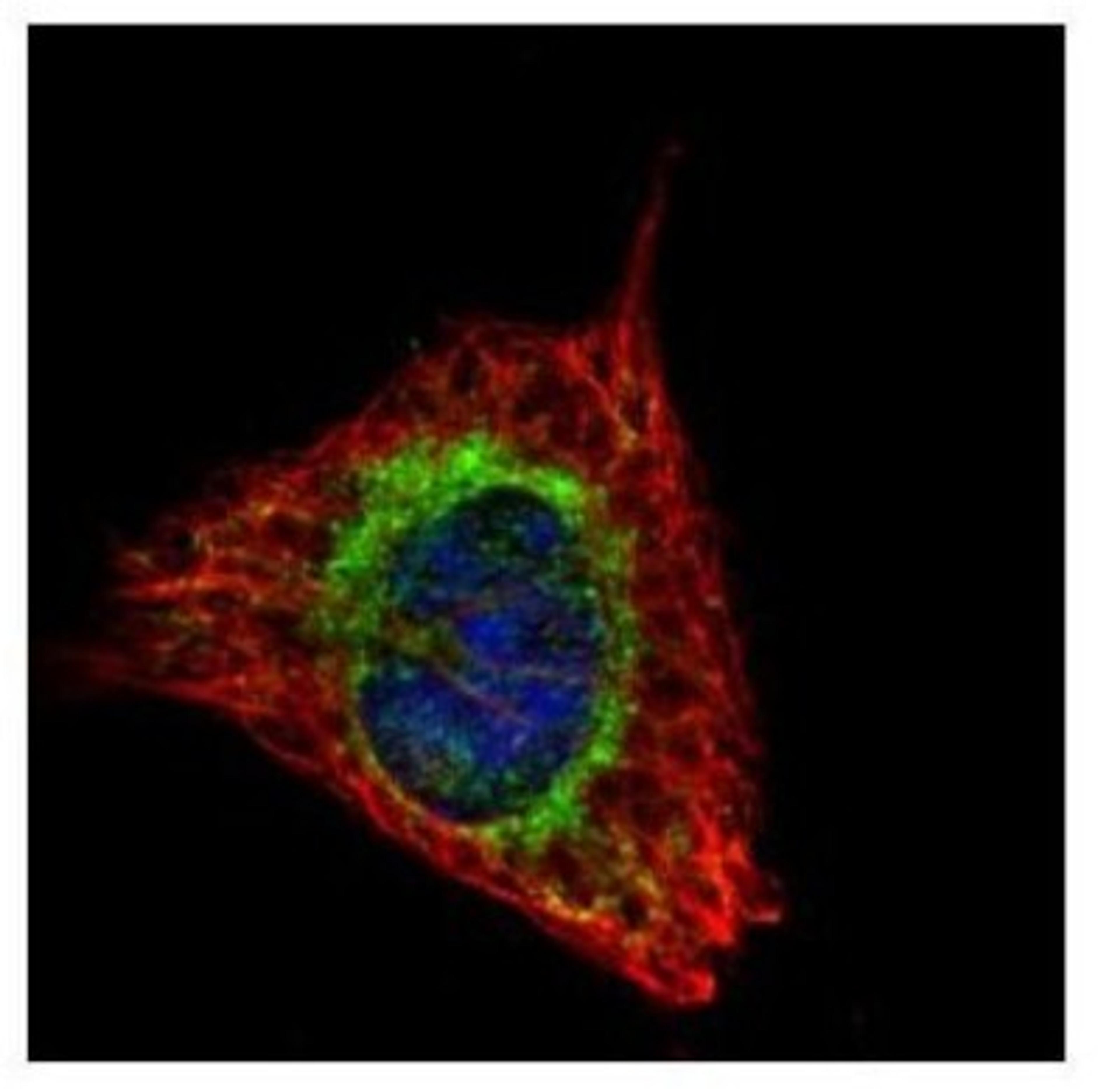 Immunocytochemistry/Immunofluorescence: ETFA Antibody [NBP2-16382] - Confocal immunofluorescence analysis of methanol-fixed HeLa, using ETFA antibody (Green) at 1:500 dilution. Alpha-tubulin filaments are labeled with Alpha-tubulin antibody (Red) at 1:2000.