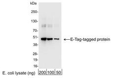 Western Blot: E-Tag Epitope Tag Antibody [NB600-518] - Analysis using the HRP conjugate of NB600-518. Detection of 200, 100, or 50 ng of E. coli whole cell lysate expressing a multi-tag fusion protein. Antibody used for WB at 0.04 ug/ml (1:25,000).