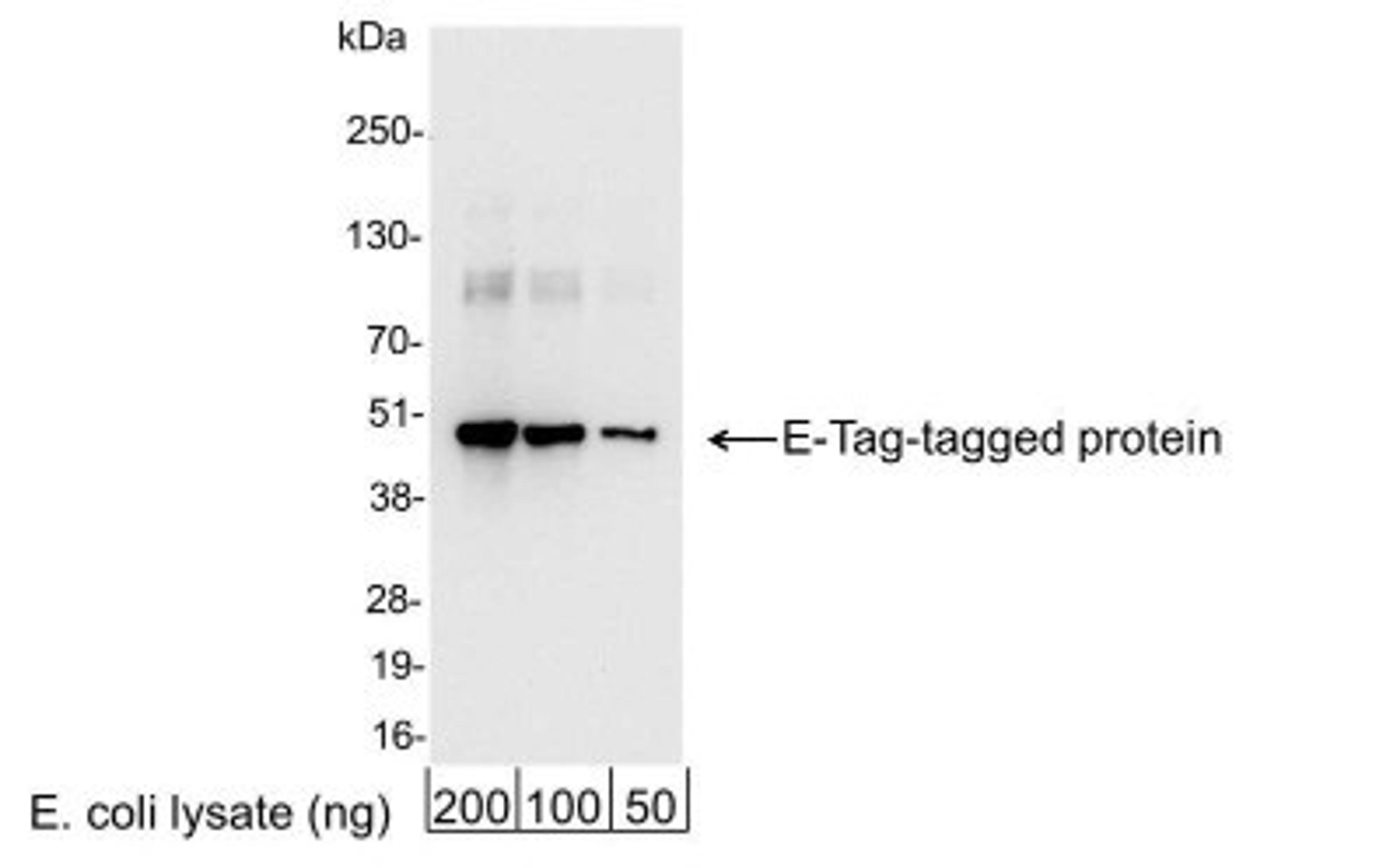 Western Blot: E-Tag Epitope Tag Antibody [NB600-518] - Analysis using the HRP conjugate of NB600-518. Detection of 200, 100, or 50 ng of E. coli whole cell lysate expressing a multi-tag fusion protein. Antibody used for WB at 0.04 ug/ml (1:25,000).