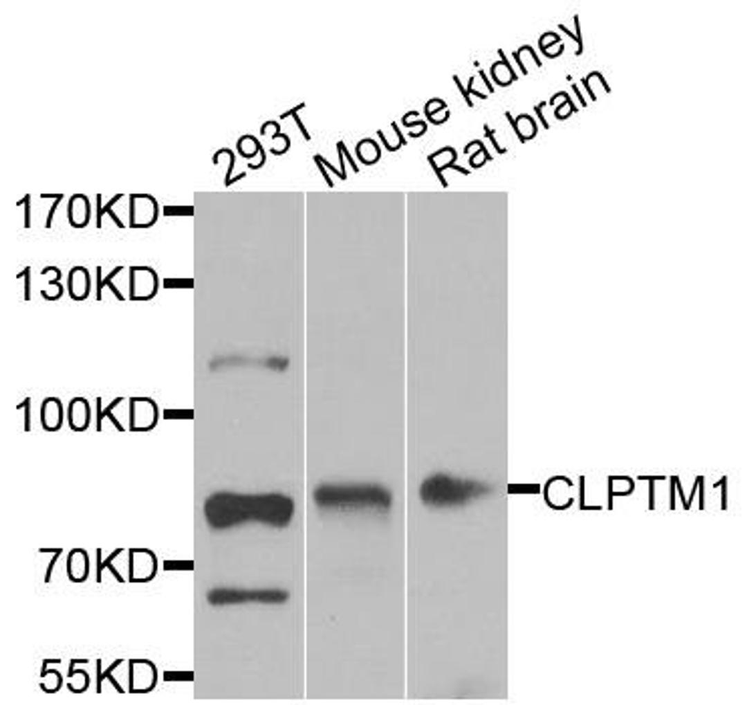 Western blot analysis of extracts of various cell lines using CLPTM1 antibody