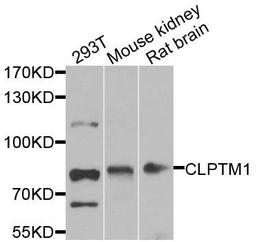 Western blot analysis of extracts of various cell lines using CLPTM1 antibody