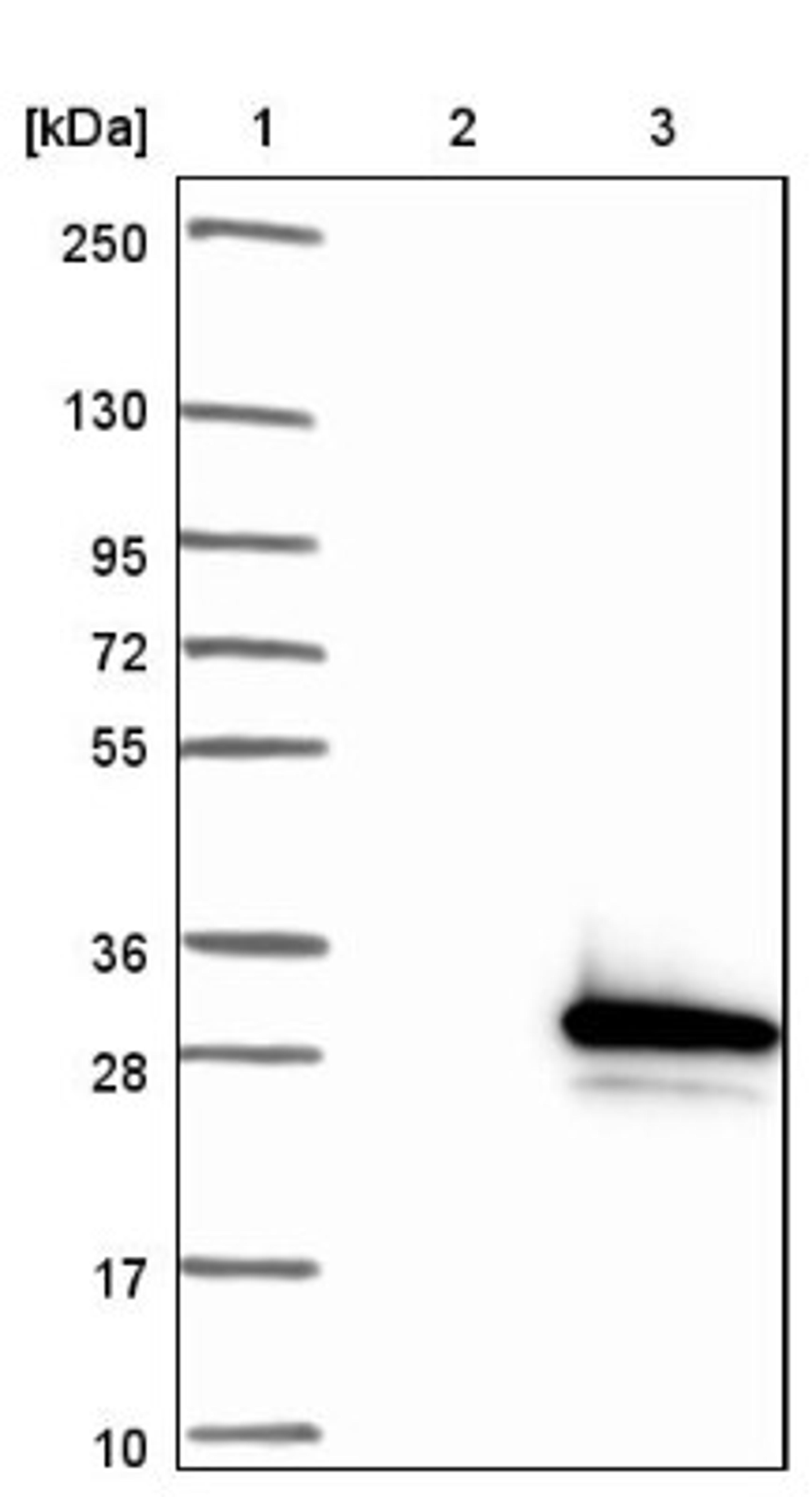 Western Blot: NME5 Antibody [NBP1-92188] - Lane 1: Marker [kDa] 250, 130, 95, 72, 55, 36, 28, 17, 10<br/>Lane 2: Negative control (vector only transfected HEK293T lysate)<br/>Lane 3: Over-expression lysate (Co-expressed with a C-terminal myc-DDK tag (~3.1 kDa) in mammalian HEK293T cells, LY418593)