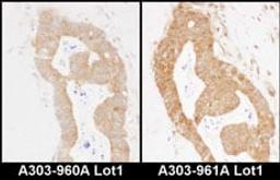 Detection of human MARS by immunohistochemistry.