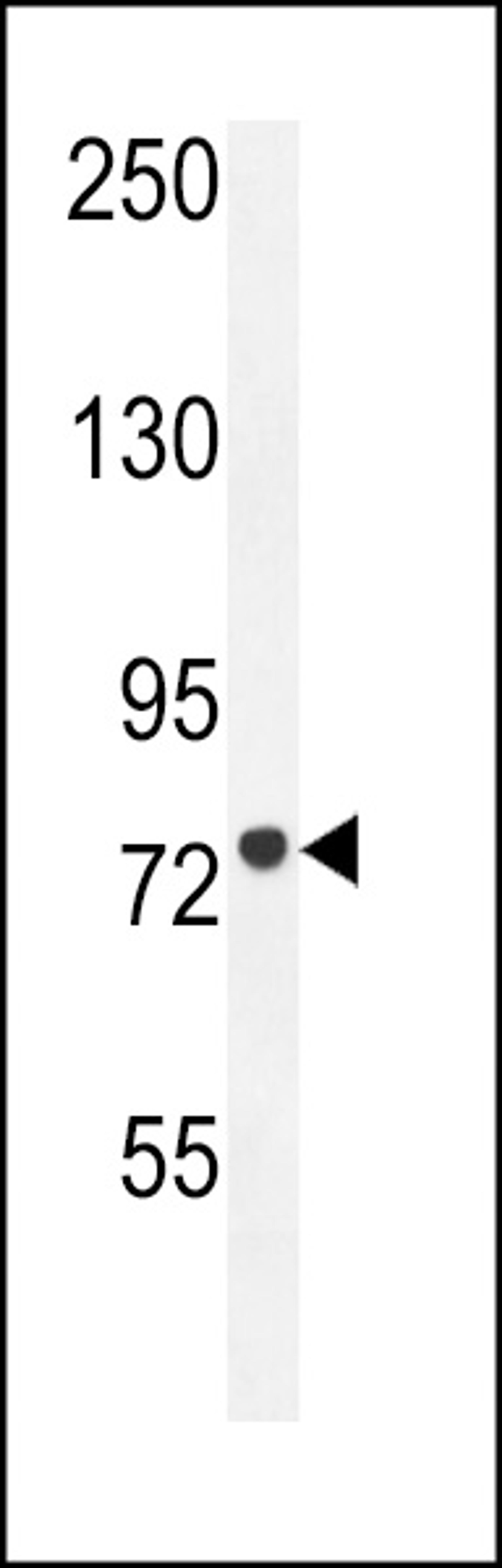 Western blot analysis in HL-60 cell line lysates (35ug/lane).