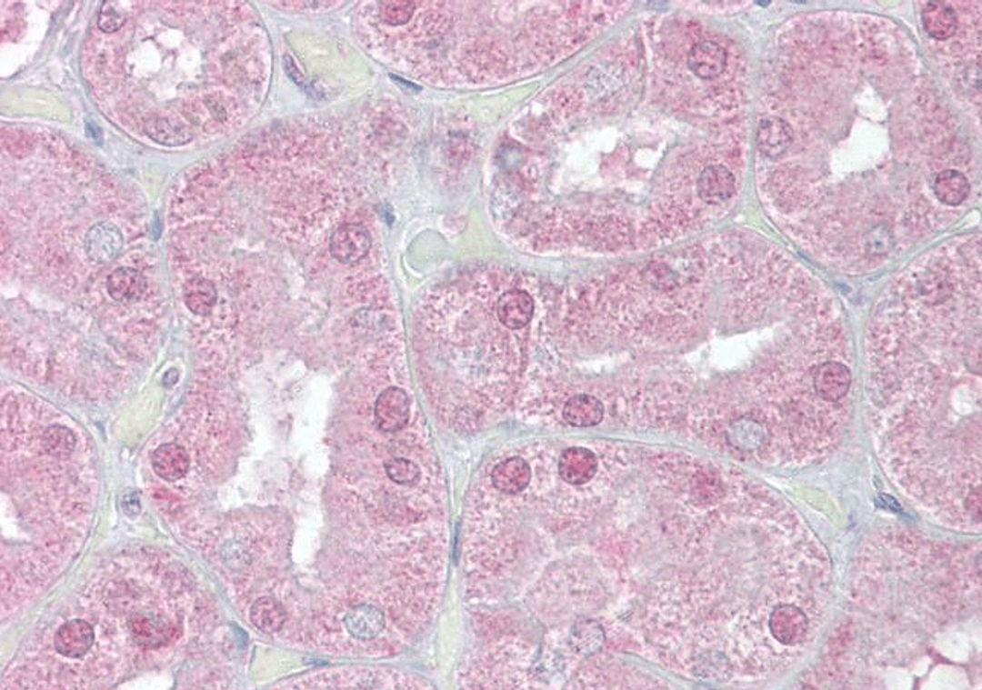 Immunohistochemical staining of Human Kidney using FOXD1 antibody