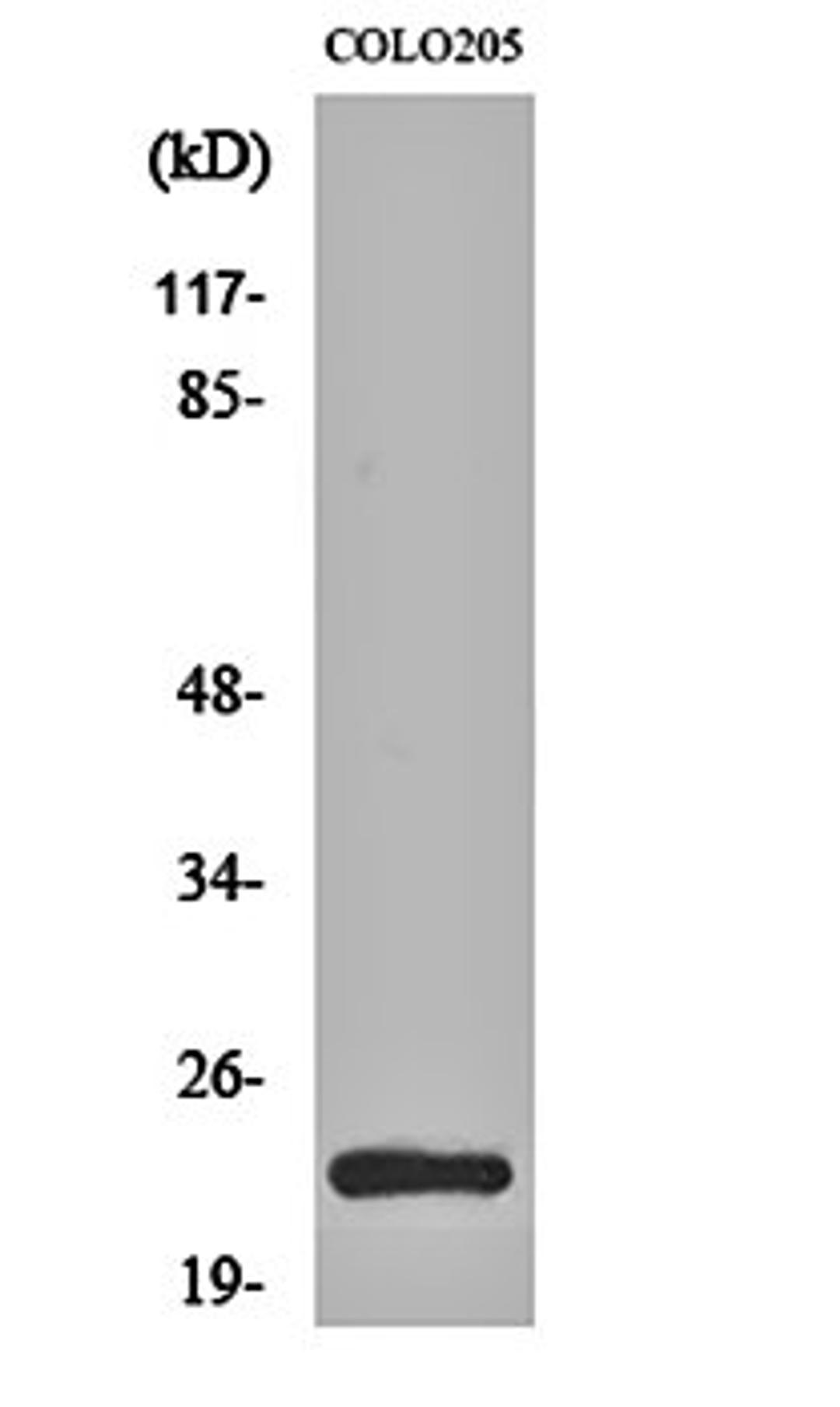 Western blot analysis of COLO205 cell lysates using MRP-L21 antibody