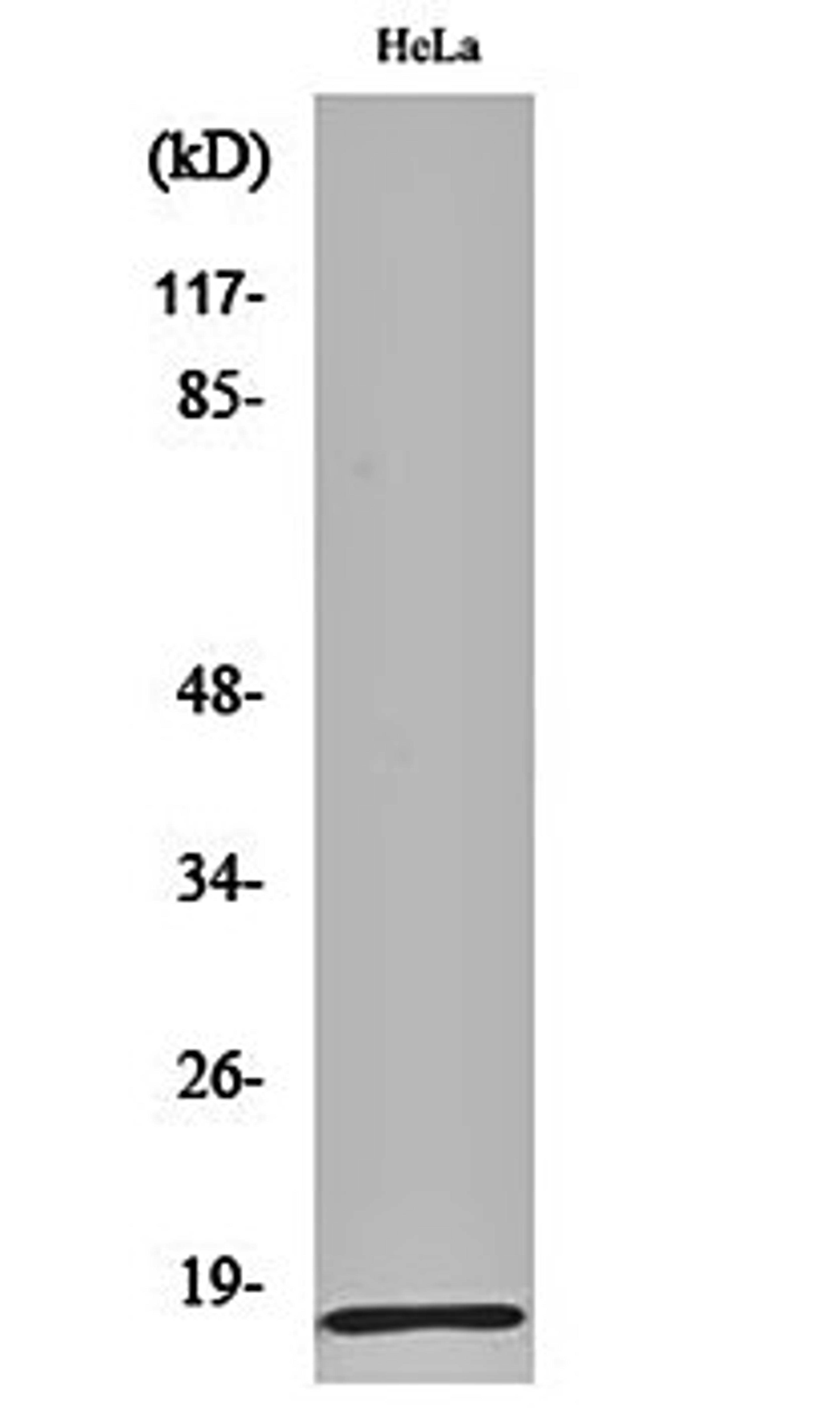 Western blot analysis of Hela cell lysates using MRP-L20 antibody