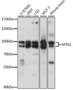 Western blot - MTA1 antibody (A16085)