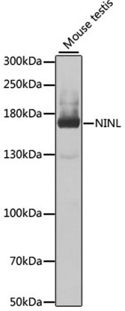 Western blot - NINL antibody (A7584)