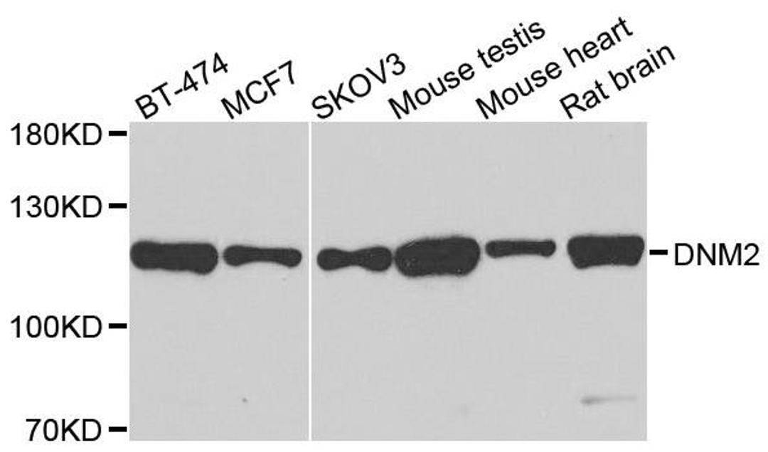 Western blot analysis of extracts of various cells using Dynamin II antibody