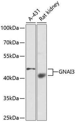 Western blot - GNAI3 antibody (A1922)