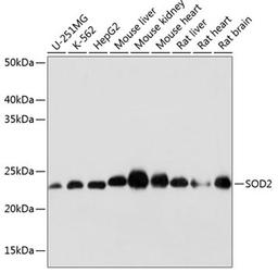 Western blot - SOD2 antibody (A19576)