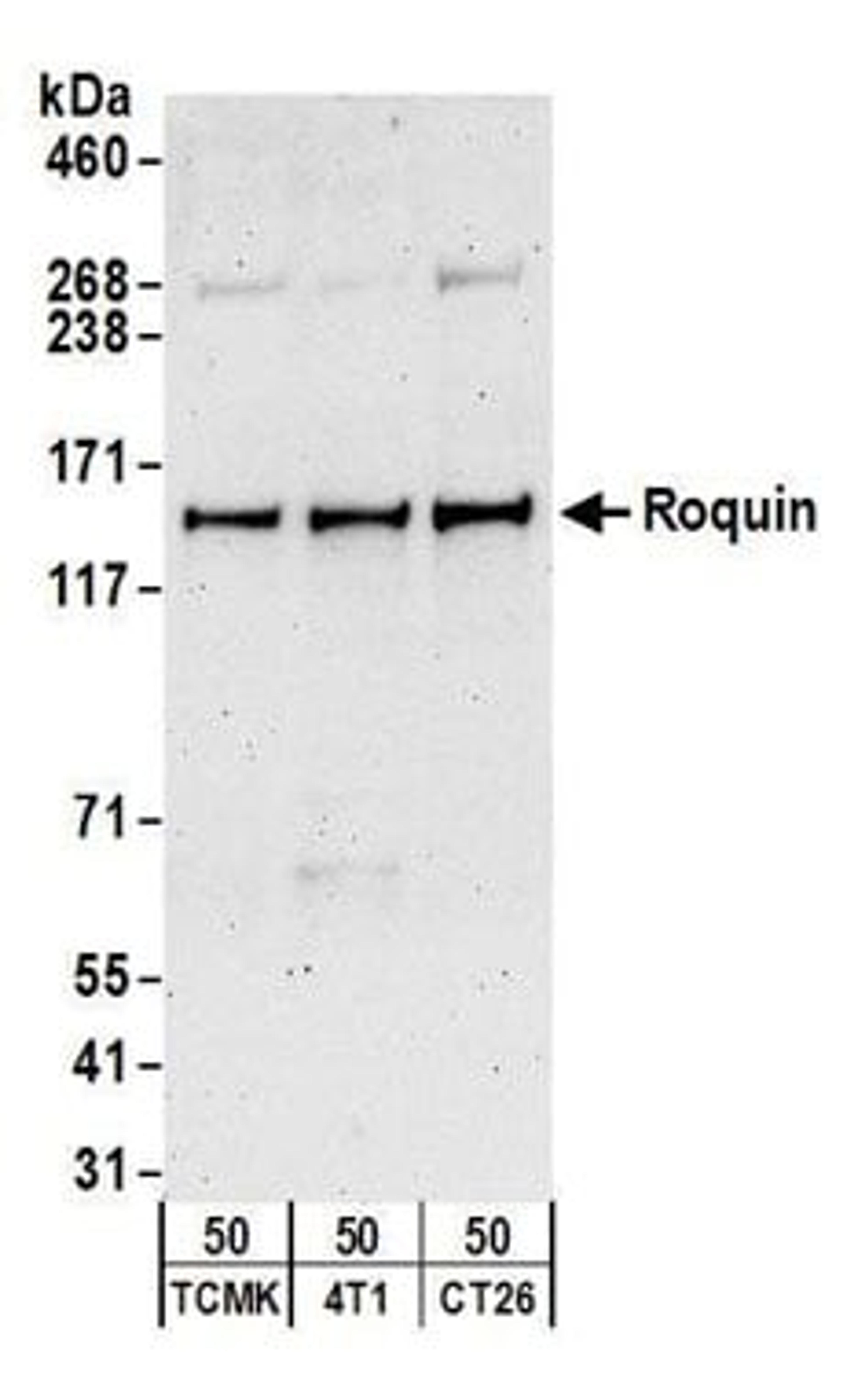 Detection of mouse Roquin by western blot.