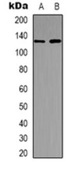 Western blot analysis of USP36 expression in MDCK (Lane 1), K562 (Lane 2) whole cell lysates using USP36 antibody