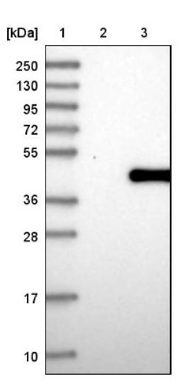 Western Blot: TRSPAP1 Antibody [NBP1-92536] - Lane 1: Marker [kDa] 250, 130, 95, 72, 55, 36, 28, 17, 10<br/>Lane 2: Negative control (vector only transfected HEK293T lysate)<br/>Lane 3: Over-expression lysate (Co-expressed with a C-terminal myc-DDK tag (~3.1 kDa) in mammalian HEK293T cells, LY402627)