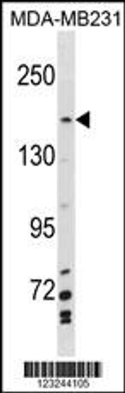 Western blot analysis in MDA-MB231 cell line lysates (35ug/lane).