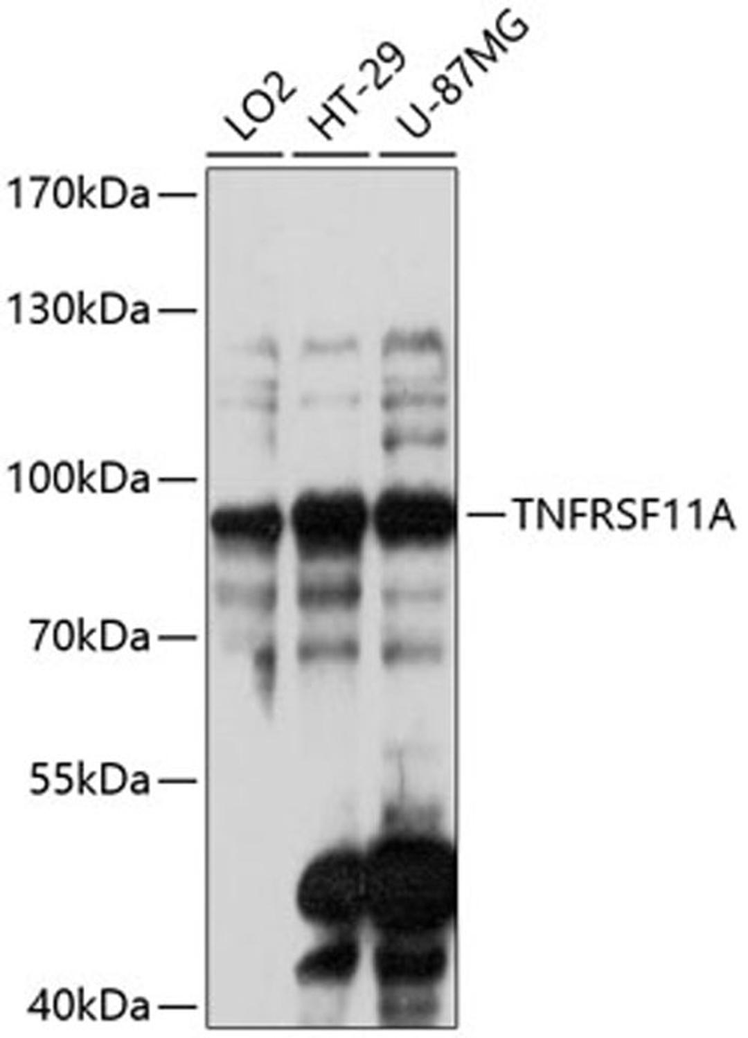 Western blot - TNFRSF11A antibody (A13382)