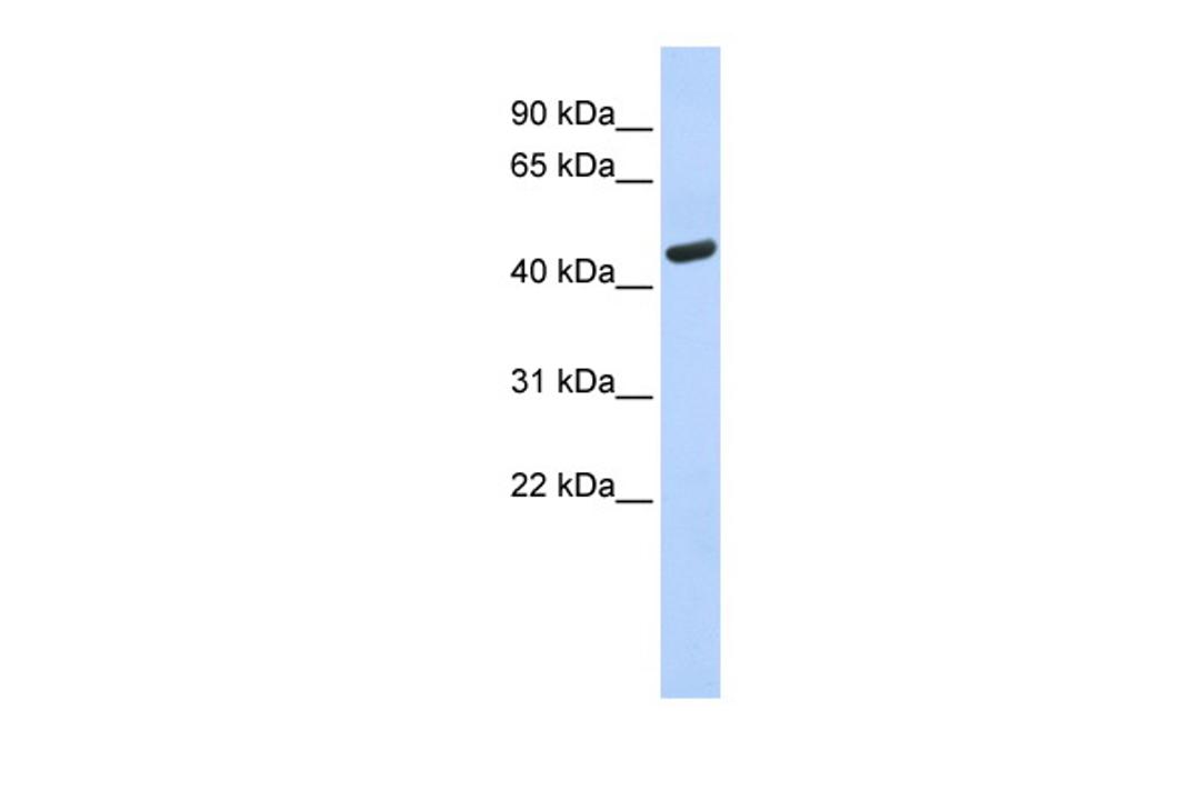 Antibody used in WB on Human Brain at 0.2-1 ug/ml.