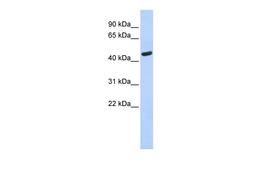 Antibody used in WB on Human Brain at 0.2-1 ug/ml.