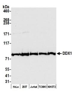 Detection of human and mouse DDX1 by western blot.