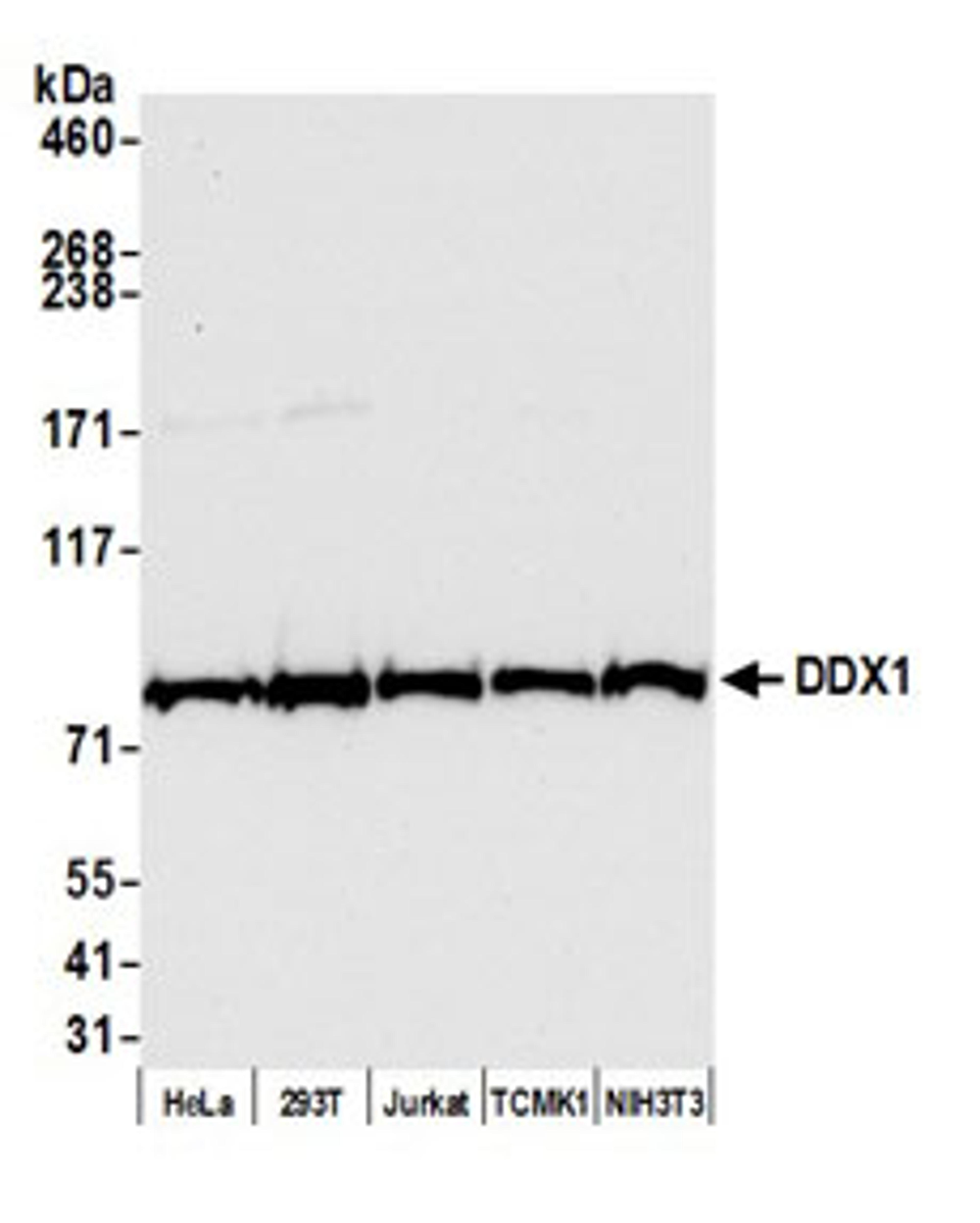 Detection of human and mouse DDX1 by western blot.