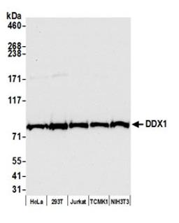 Detection of human and mouse DDX1 by western blot.