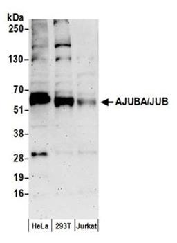 Detection of human AJUBA/JUB by western blot.