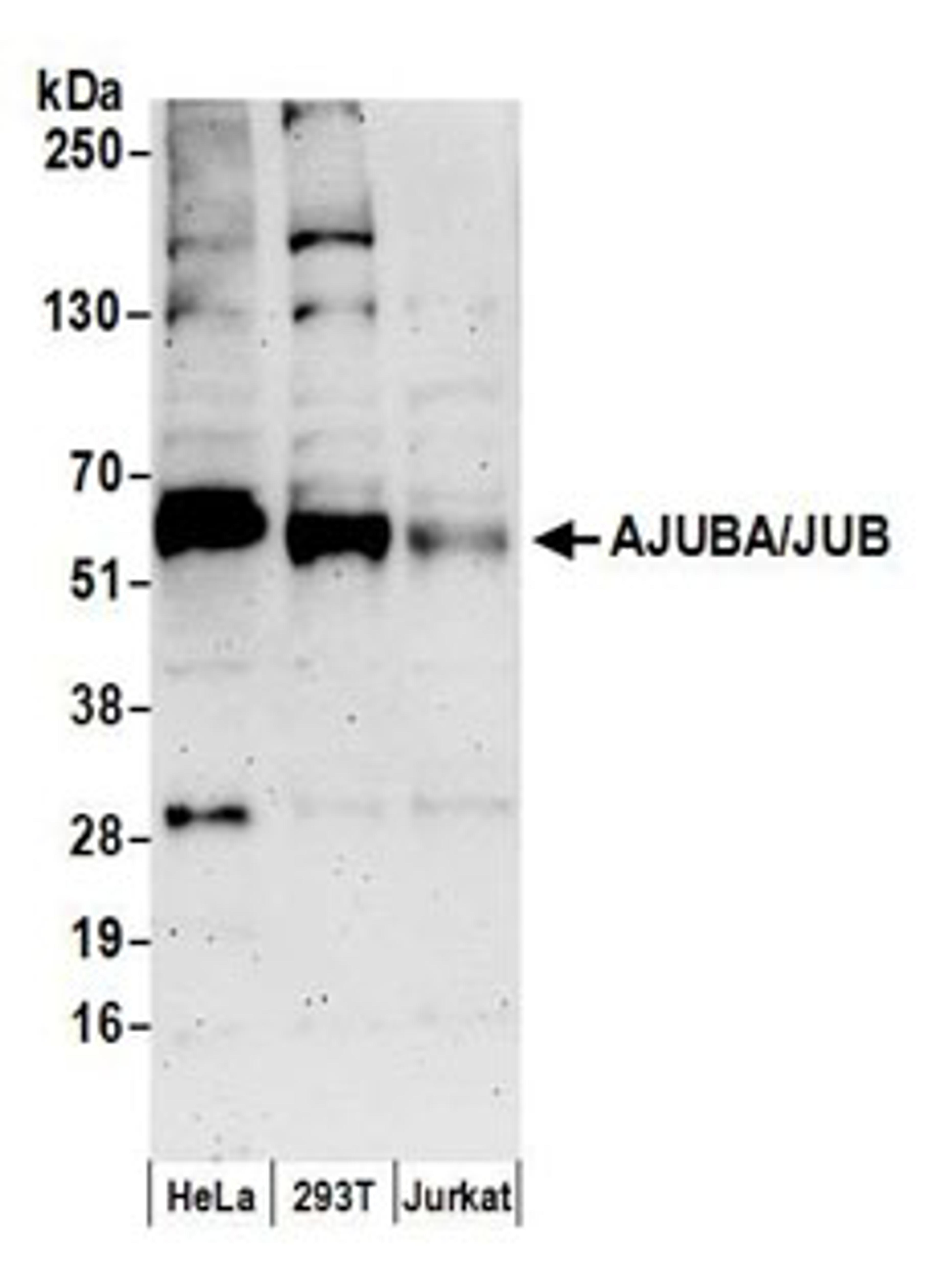 Detection of human AJUBA/JUB by western blot.