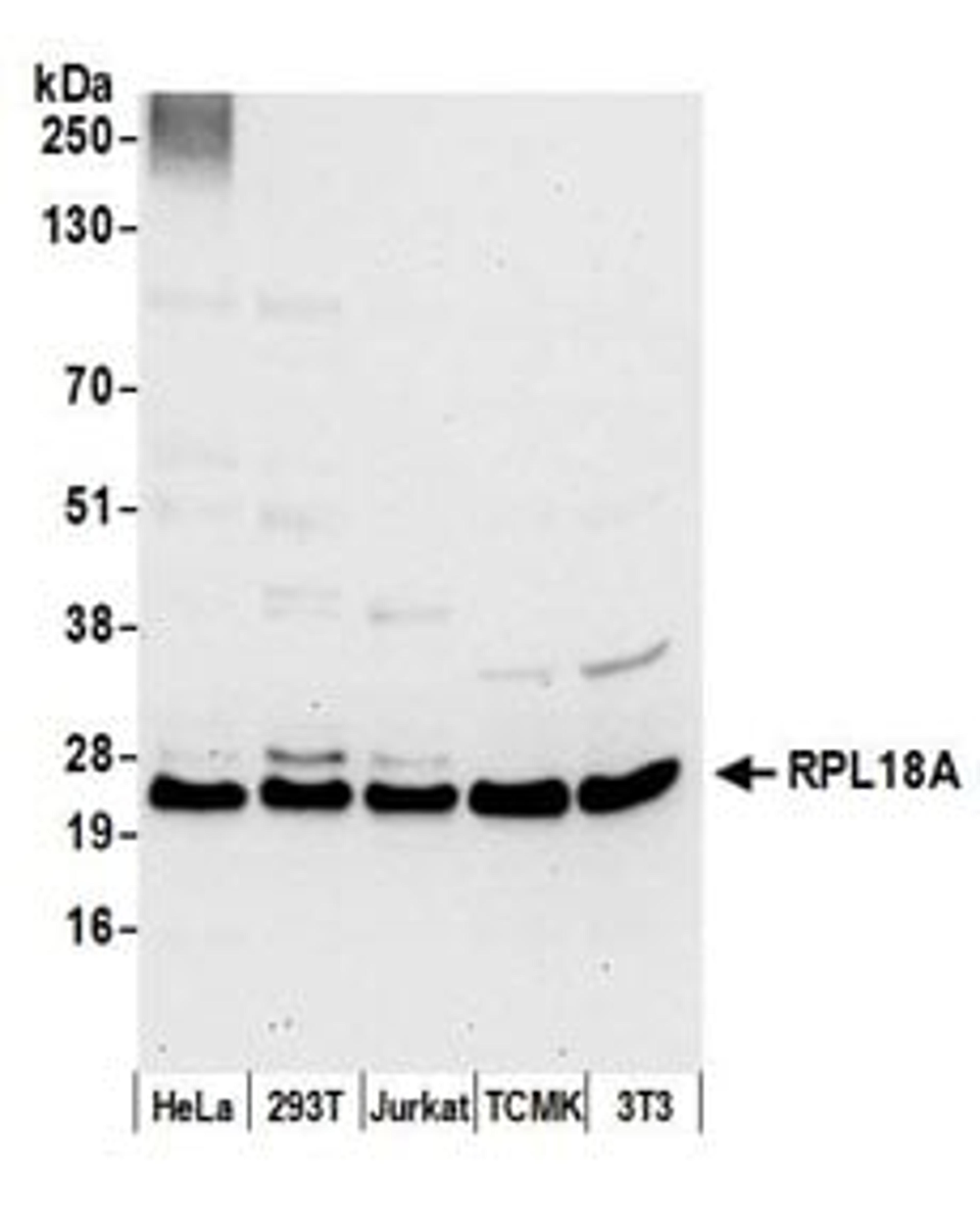 Detection of human and mouse RPL18A by western blot.