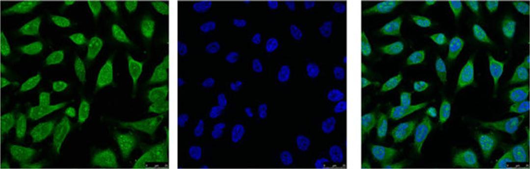IF analysis of Hela with antibody (Left) and DAPI (Right) diluted at 1:100.