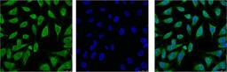 IF analysis of Hela with antibody (Left) and DAPI (Right) diluted at 1:100.