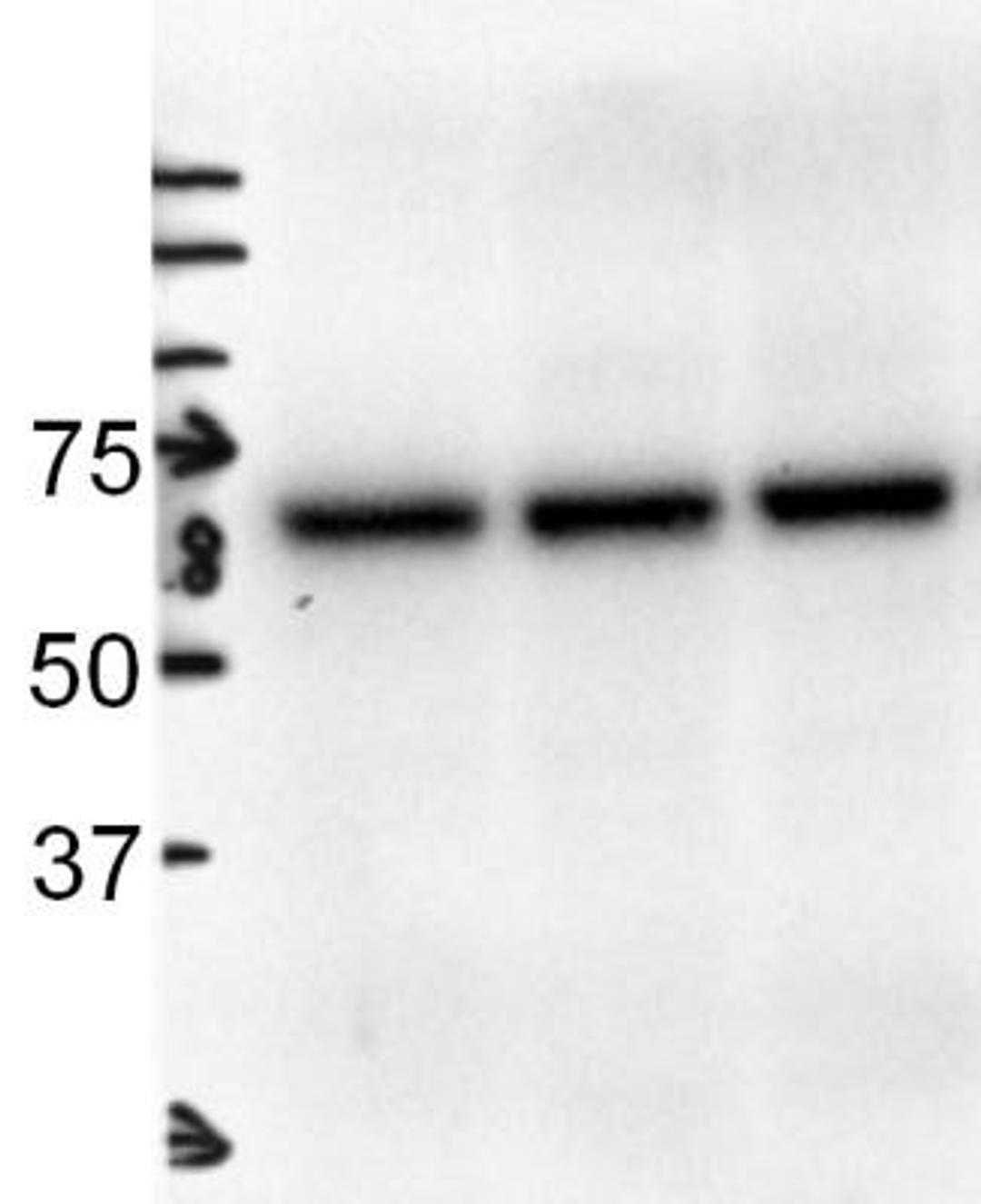 Western Blot: Albumin Antibody [NB600-41532] - Analysis using the HRP conjugate of NB600-41532. Detection of Albumin in whole mouse liver extracts. Image courtesy of anonymous customer product review.