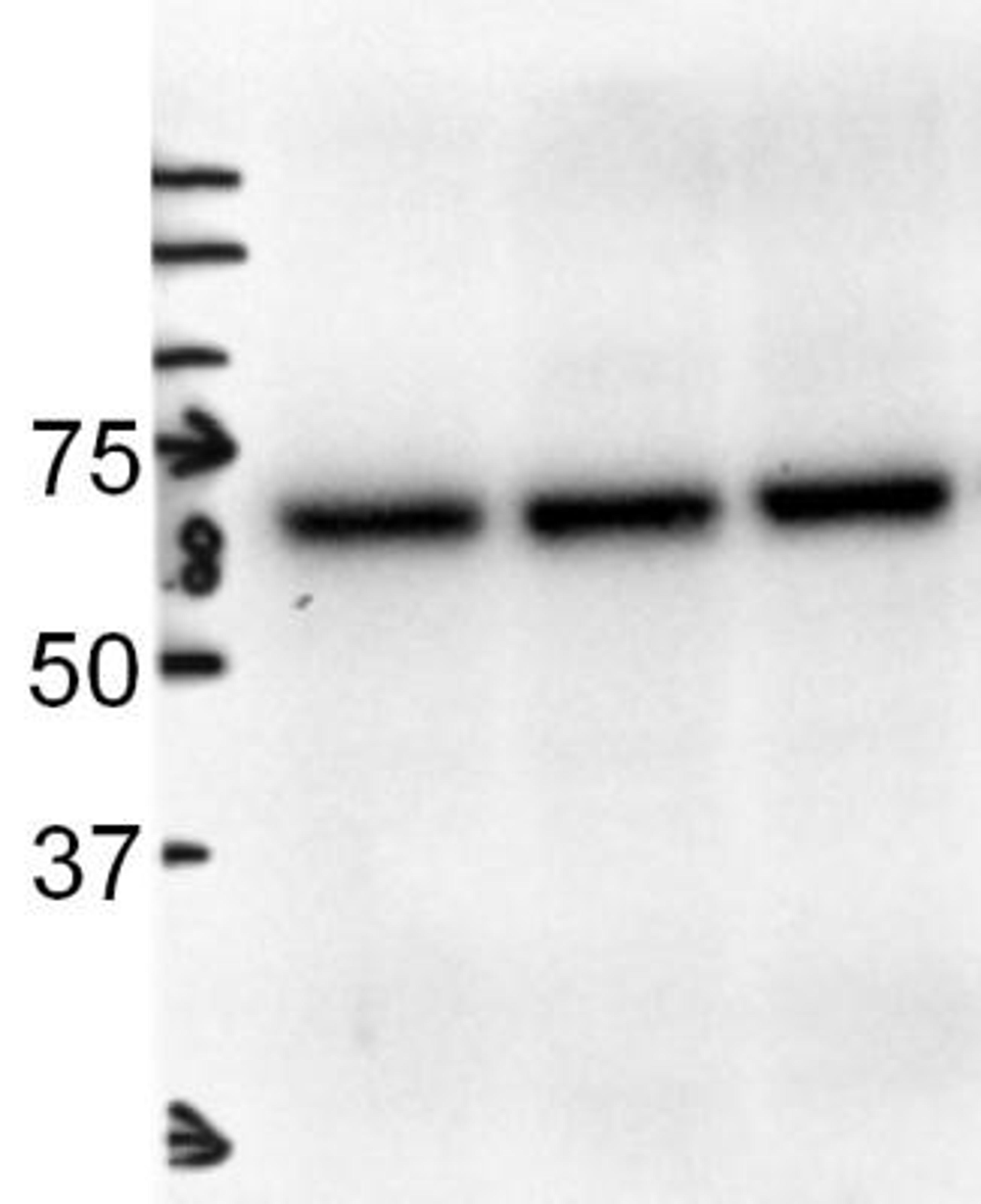 Western Blot: Albumin Antibody [NB600-41532] - Analysis using the HRP conjugate of NB600-41532. Detection of Albumin in whole mouse liver extracts. Image courtesy of anonymous customer product review.