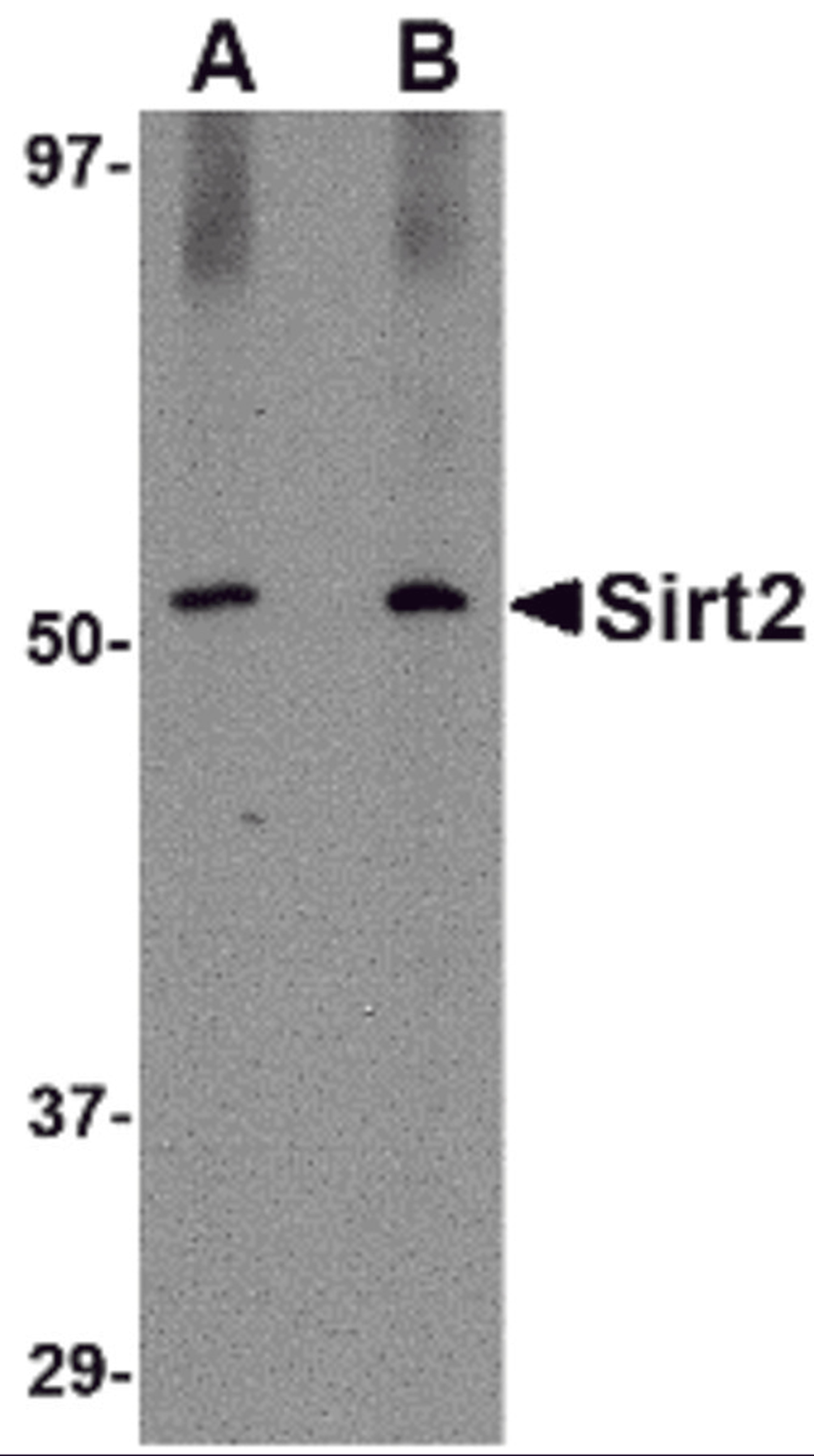 Western blot analysis of SIRT2 in Mouse brain lysate with SIRT2 antibody at (A) 1 and (B) 2 μg/mL.