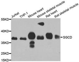 Western blot analysis of extracts of various cell lines using SGCD antibody