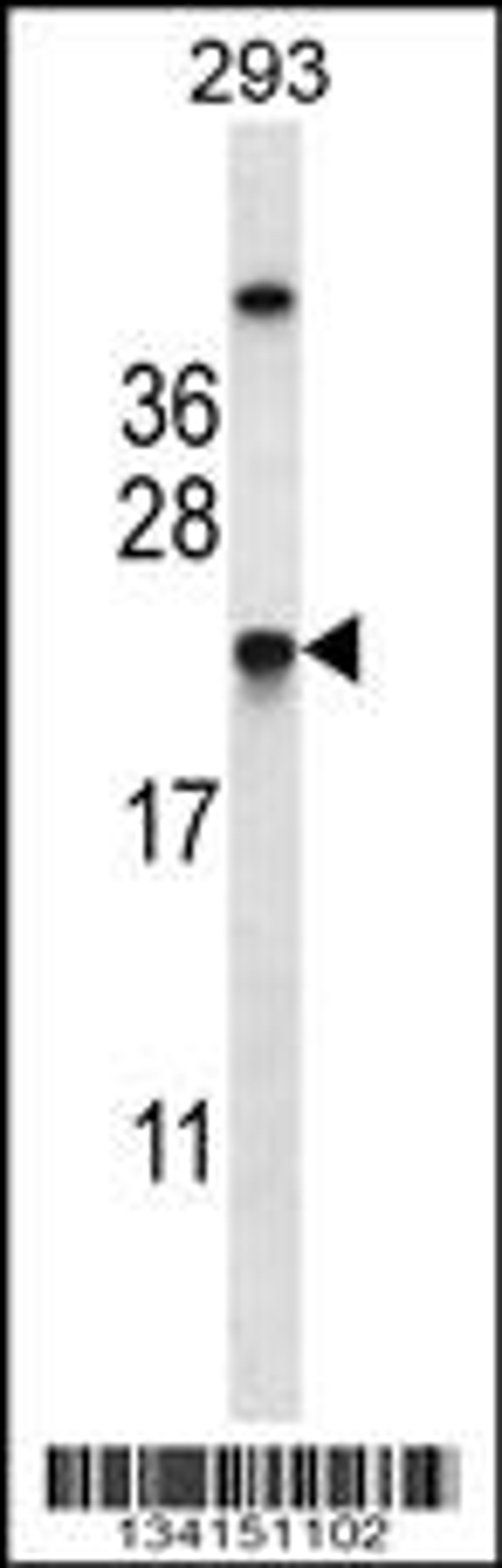 Western blot analysis in 293 cell line lysates (35ug/lane).