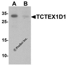Western blot analysis of TCTEX1D1 in K562 cell lysate with TCTEX1D1 antibody at 1 μg/mL in (A) the absence and (B) the presence of blocking peptide.