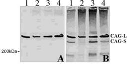 Western Blot: Huntingtin Antibody (1A771) [NB100-56703] - Analysis of Htt in four different lymphoblast HD cell lines extracts each expressing ~65 (mutant) and ~20 (normal) CAG repeats. Lanes 1-4. A, HTT mAb clone 1A771 . B. An Htt antibody recognizing both normal and mutant Htt (B). this antibody. In contrast, the other antibody recognized both the expanded (~65) and normal (~20) repeat Htt forms.