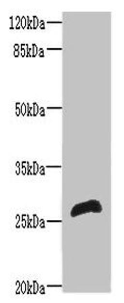 Western blot. All lanes: RTP2 antibody at 8µg/ml + Mouse liver tissue. Secondary. Goat polyclonal to rabbit IgG at 1/10000 dilution. Predicted band size: 27 kDa. Observed band size: 27 kDa