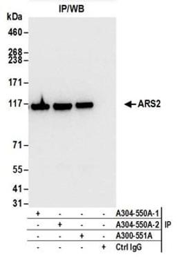 Detection of human ARS2 by western blot of immunoprecipitates.