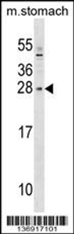 Western blot analysis in mouse stomach tissue lysates (35ug/lane).