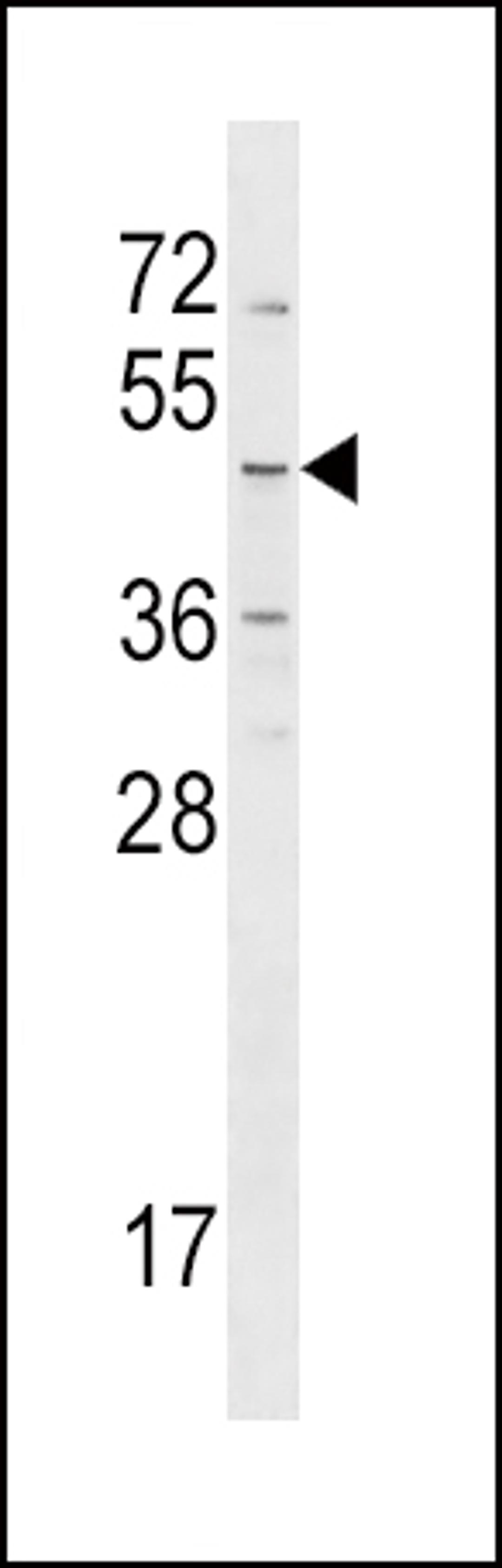 Western blot analysis in NCI-H460 cell line lysates (35ug/lane).