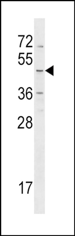 Western blot analysis in NCI-H460 cell line lysates (35ug/lane).