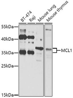 Western blot - MCL1 antibody (A0250)