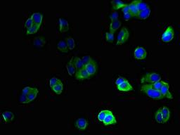 Immunofluorescent analysis of MCF-7 cells using CSB-PA884454LA01HU at dilution of 1:100 and Alexa Fluor 488-congugated AffiniPure Goat Anti-Rabbit IgG(H+L)