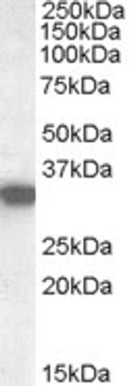 45-717 (0.02ug/ml) staining of Human Kidney lysate (35ug protein in RIPA buffer). Primary incubation was 1 hour. Detected by chemiluminescence.