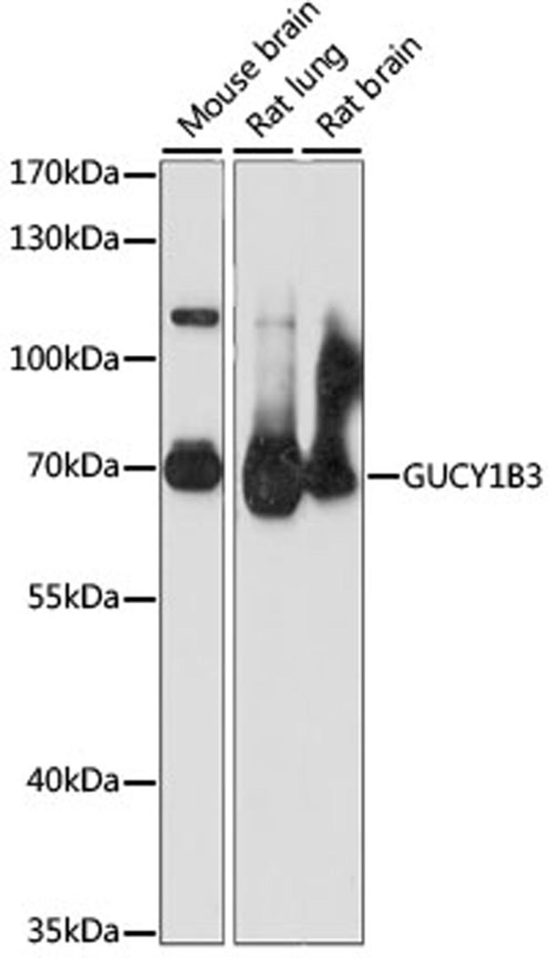 Western blot - GUCY1B3 antibody (A15276)