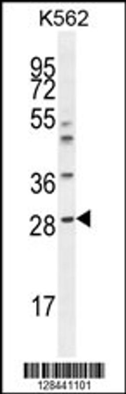 Western blot analysis in K562 cell line lysates (35ug/lane).