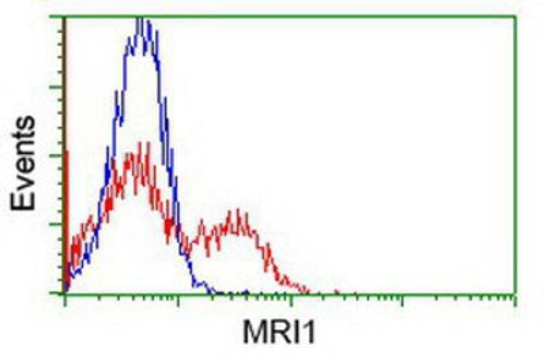 Flow Cytometry: EI2BL Antibody (9H7) [NBP1-47857] - HEK293T cells transfected with either overexpression plasmid (Red) or empty vector control plasmid (Blue) were immunostained by anti-EI2BL antibody, and then analyzed by flow cytometry.