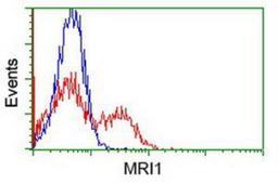 Flow Cytometry: EI2BL Antibody (9H7) [NBP1-47857] - HEK293T cells transfected with either overexpression plasmid (Red) or empty vector control plasmid (Blue) were immunostained by anti-EI2BL antibody, and then analyzed by flow cytometry.